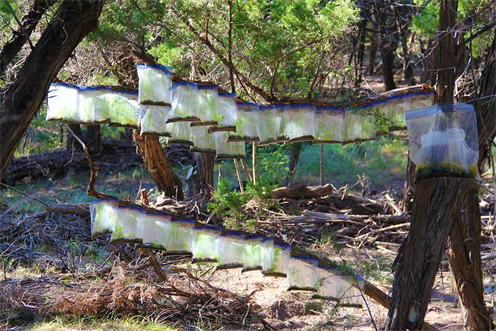 Austin Agriculture